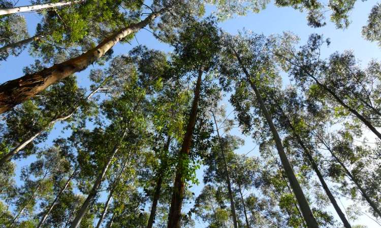 Bosques 2 2 - Cuidando los bosques en Guatemala