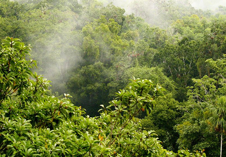 Cuidando los bosques en Guatemala